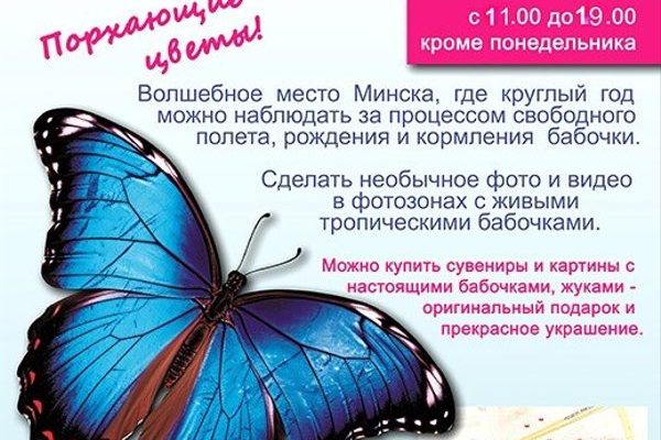 Выставка «Порхающие цветы»: экзотические бабочки в Минске