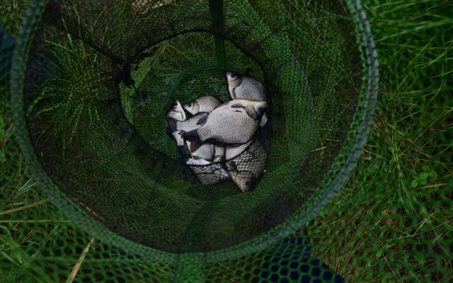 Нарочь: способы ловли на Нарочи — места, правила и сезон