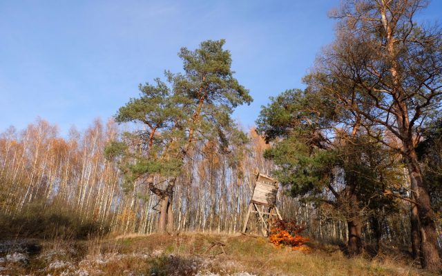 Охота в Налибокской пуще: сезон, правила и места