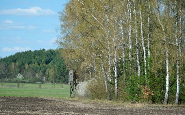 Охота в Брестской области: сезон, правила и места